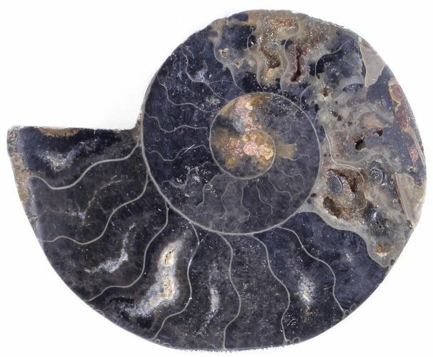 Split Black/Orange Ammonite (Half) - Unusual Coloration #55624
